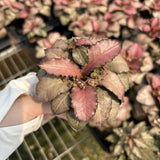 Euphorbia francoisii hybrids