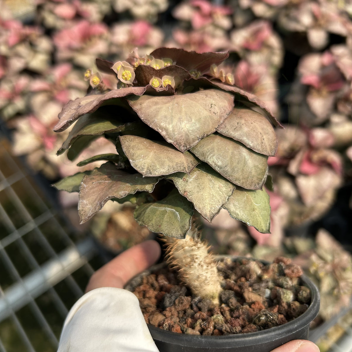 Euphorbia francoisii hybrids