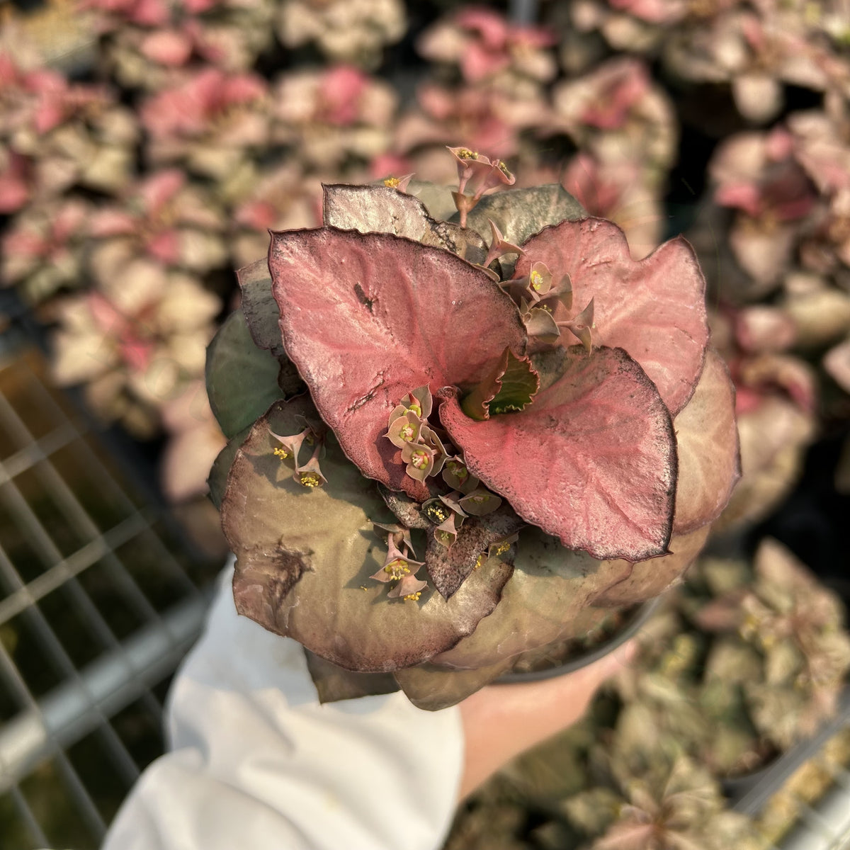 Euphorbia francoisii hybrids