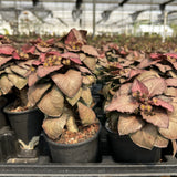 Euphorbia francoisii hybrids