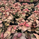 Euphorbia francoisii hybrids