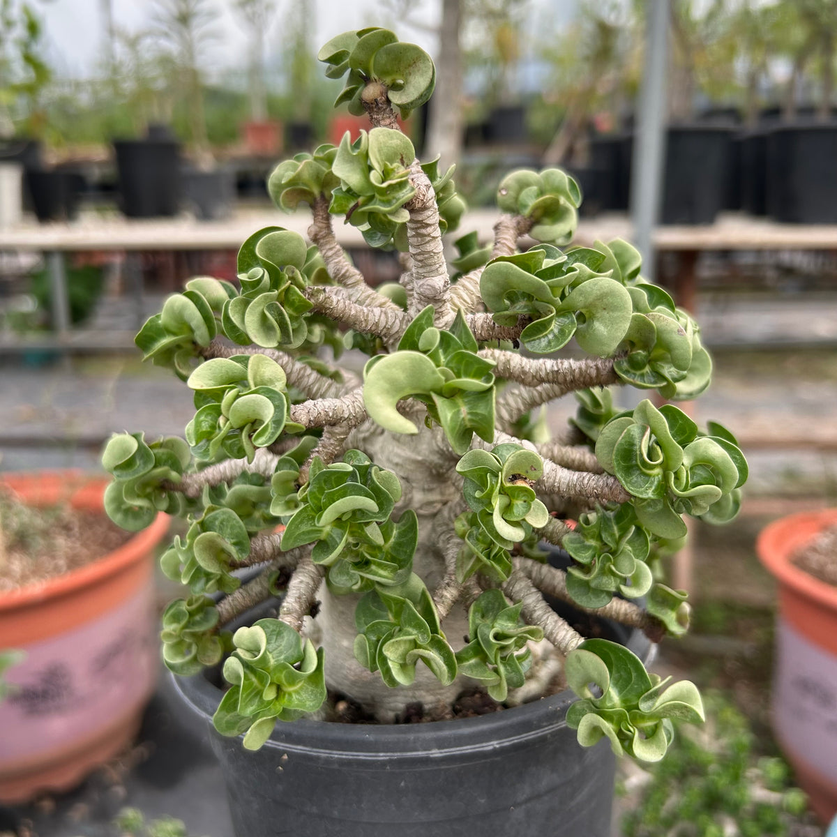 Adenium 'Khao' Dorset Horn
