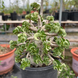 Adenium 'Khao' Dorset Horn