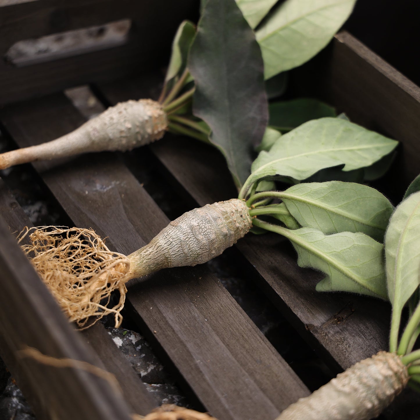 Euphorbia ankarensis