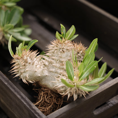 Pachypodium eburneum