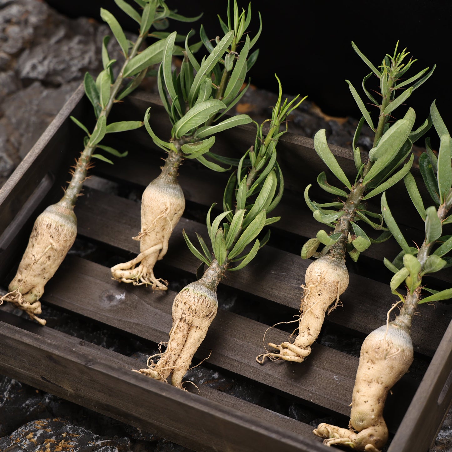 Pachypodium succulentum