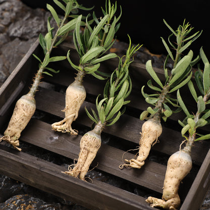 Pachypodium succulentum