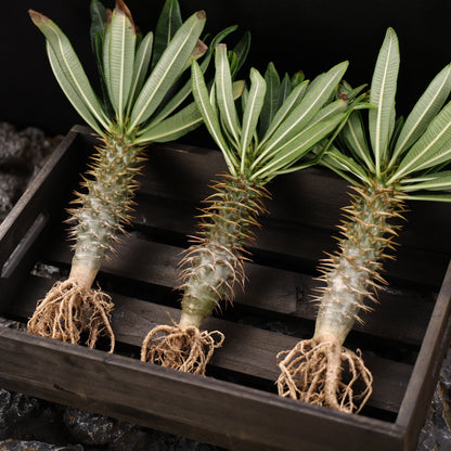 Pachypodium ambongense