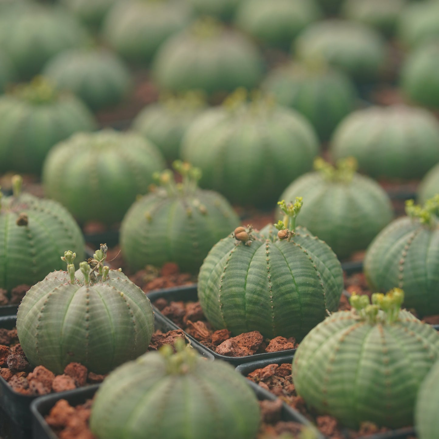Euphorbia obesa 10Pcs