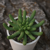 Euphorbia esculenta-Euphorbia-W8-10cm-image-7
