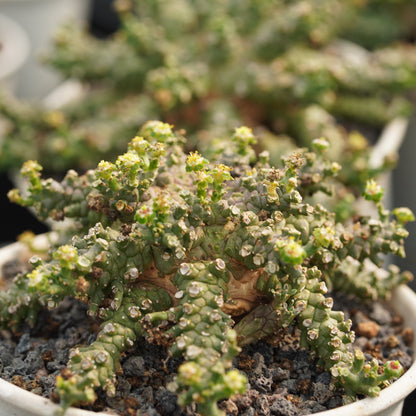 Euphorbia brevirama