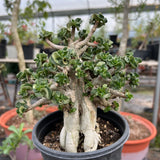 Adenium 'Khao' Dorset Horn