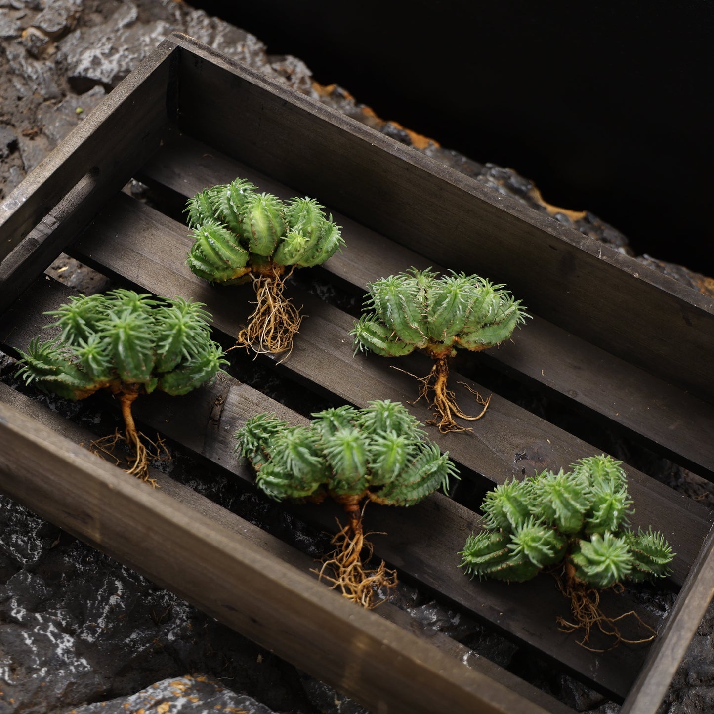 Euphorbia fimbriata hybrid