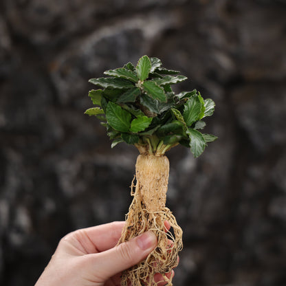 Euphorbia ambovombensis