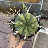 Euphorbia valida