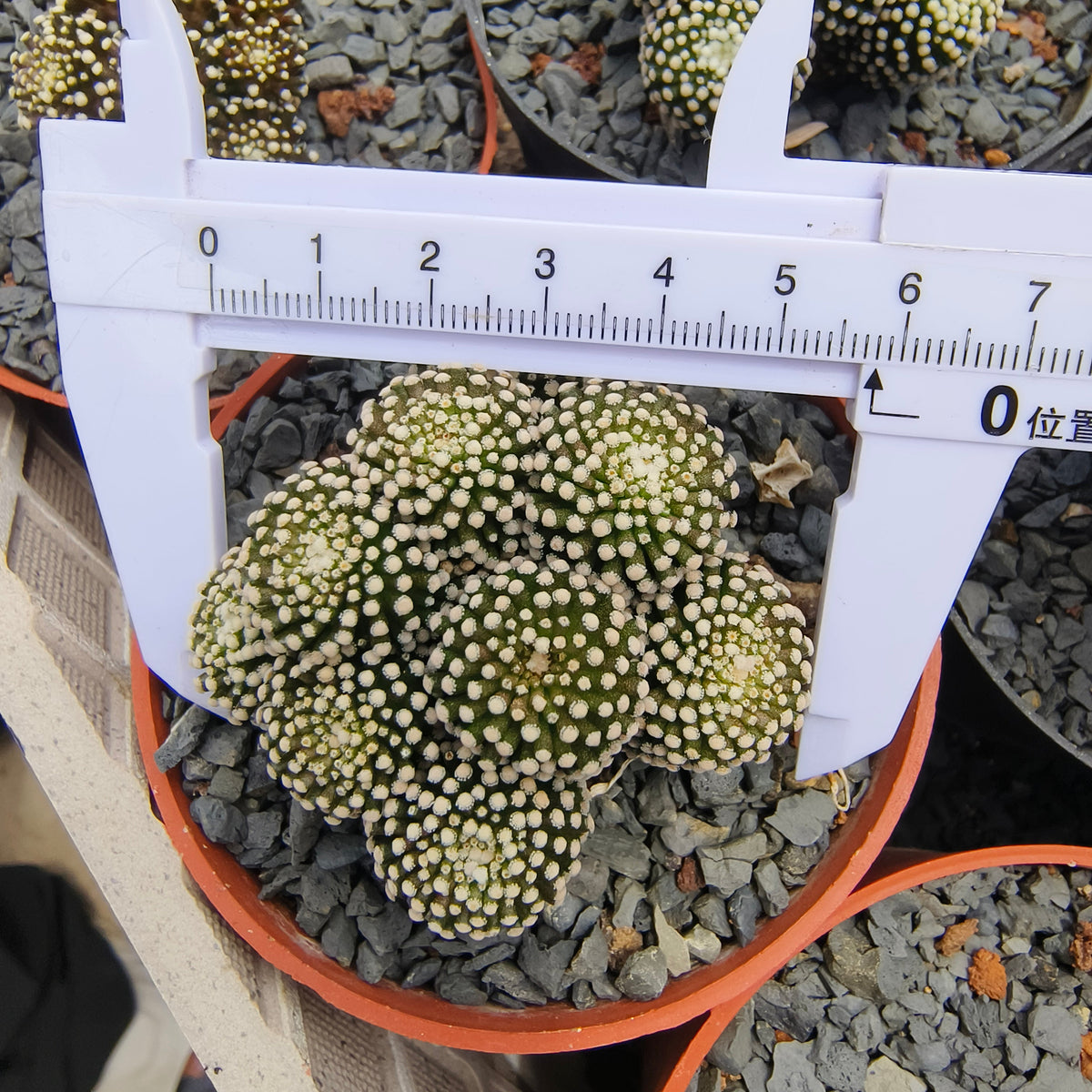 Mammillaria luethyi