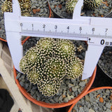 Mammillaria luethyi