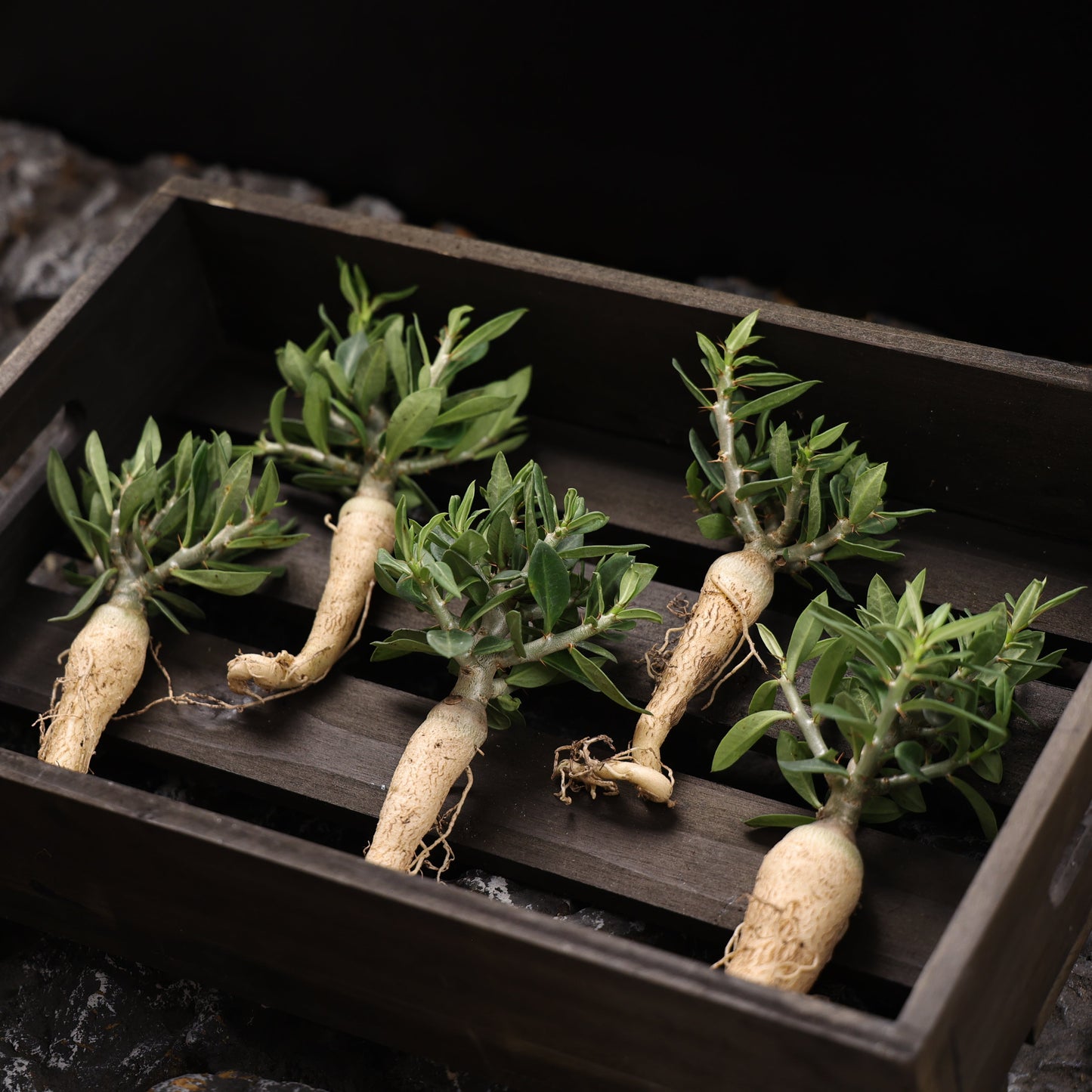 Pachypodium bispinosum