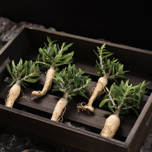 Pachypodium bispinosum