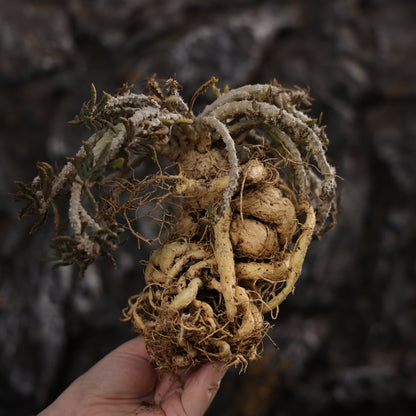 Euphorbia capsaintemariensis