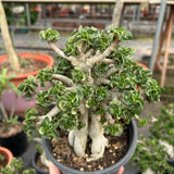 Adenium 'Khao' Dorset Horn