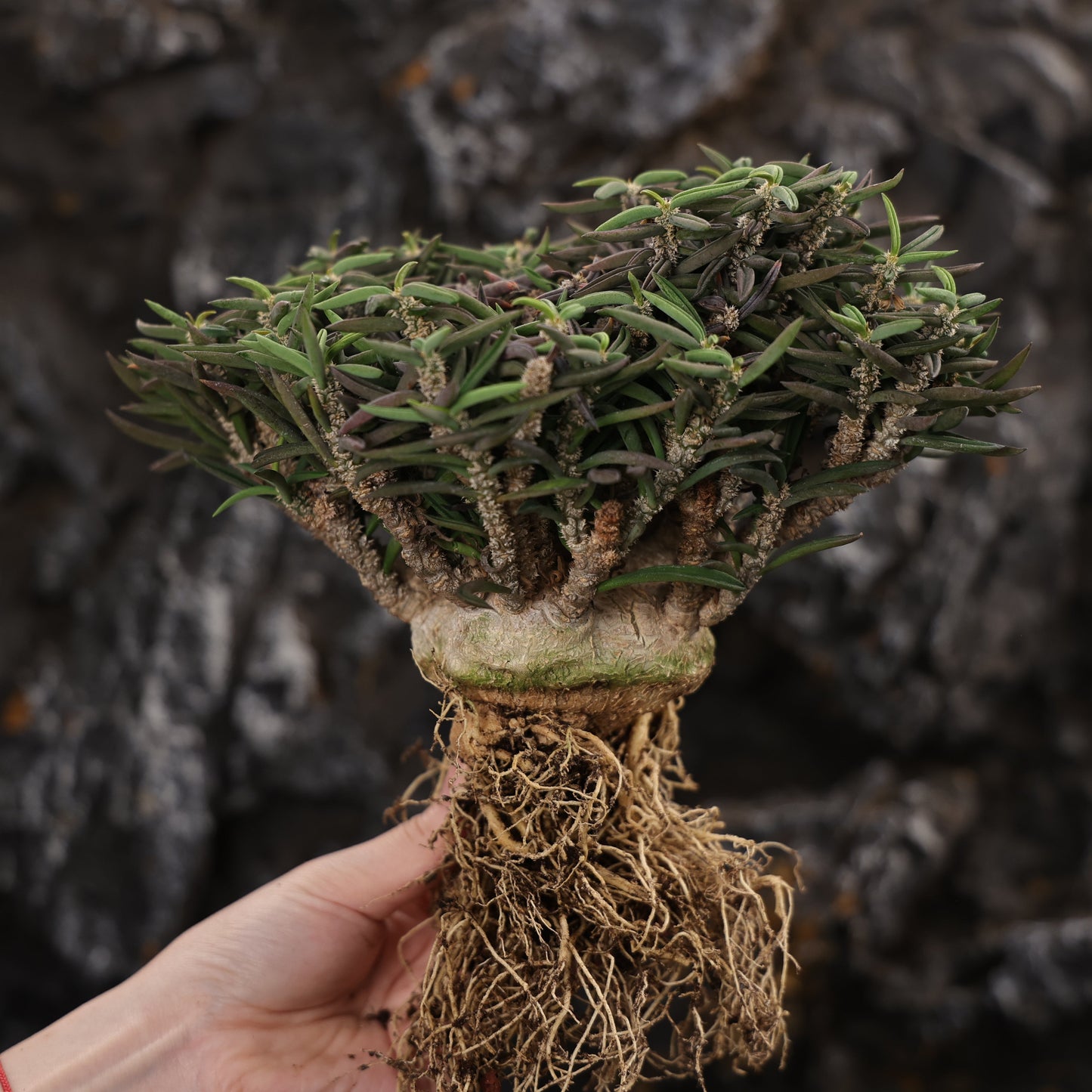 Euphorbia cylindrifolia ssp. tuberifera