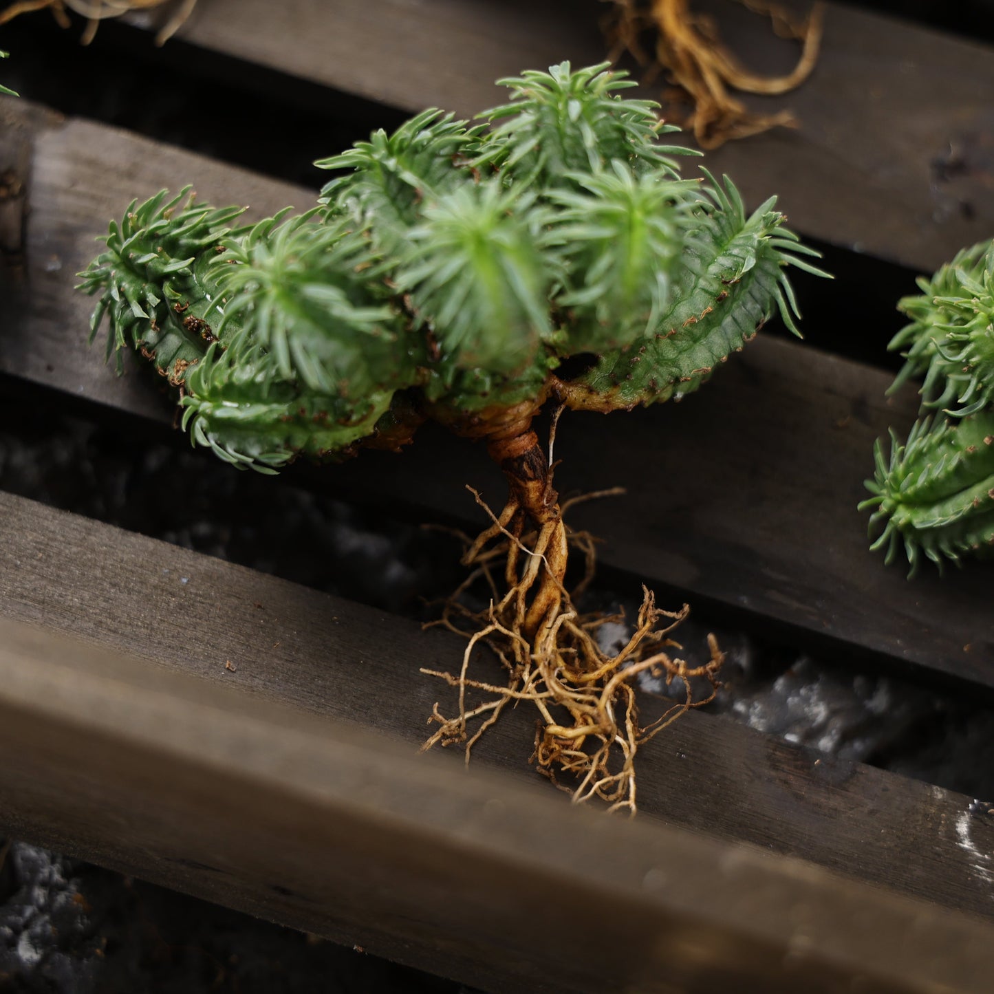 Euphorbia fimbriata hybrid