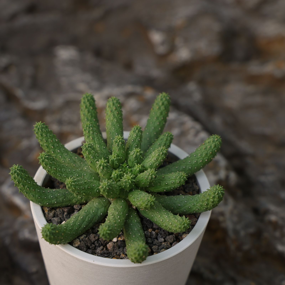 Euphorbia esculenta-Euphorbia-W8-10cm-image-6