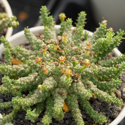 Euphorbia brevirama