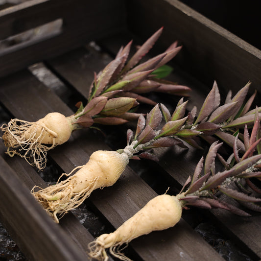 Euphorbia suzannaemarnierae