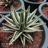 Agave victoriae-reginae 'White Rhino'