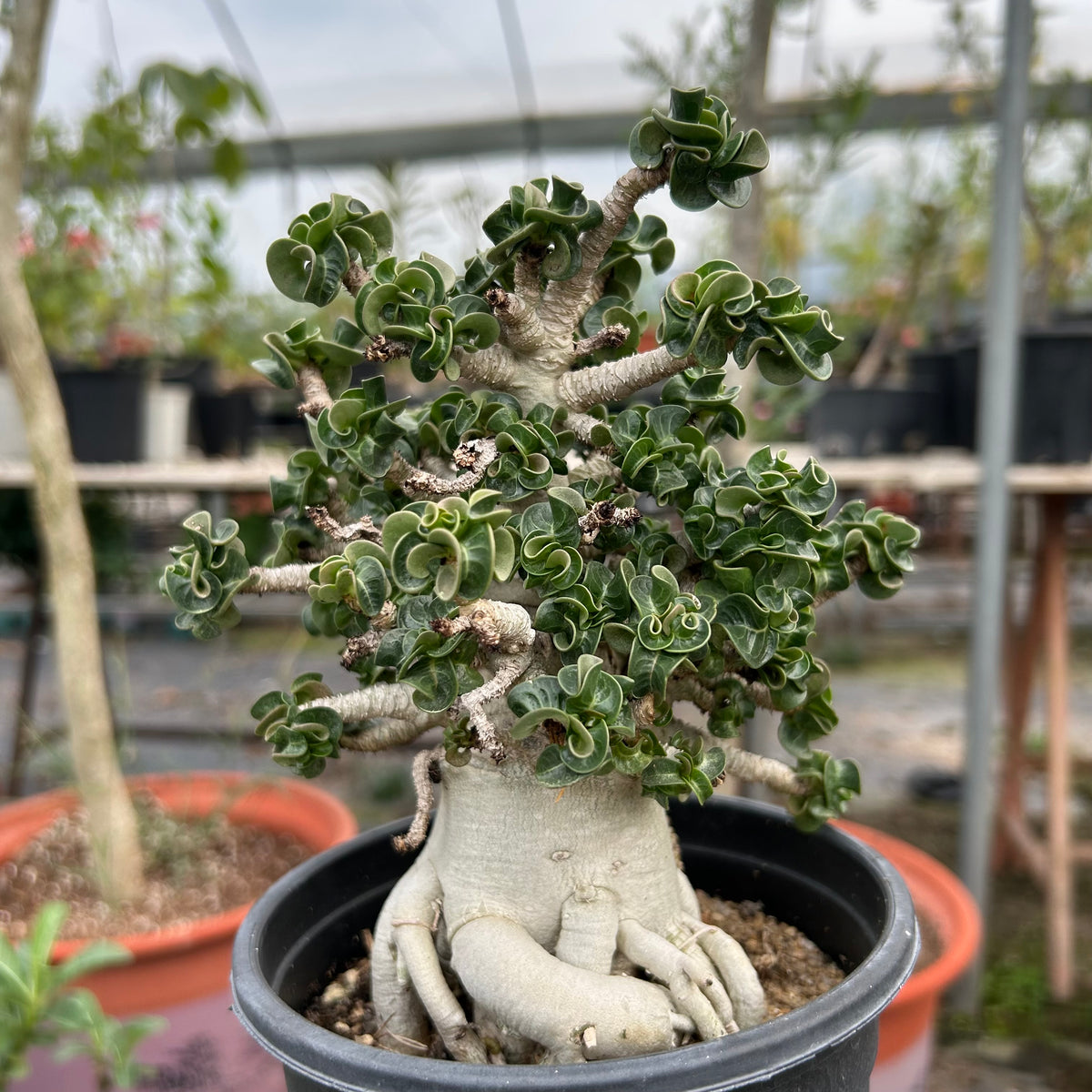 Adenium 'Khao' Dorset Horn