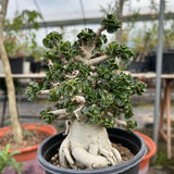 Adenium 'Khao' Dorset Horn
