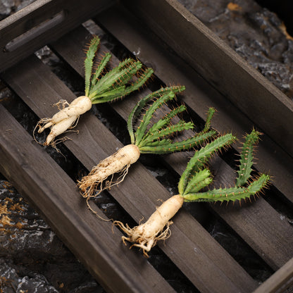 Euphorbia micracantha