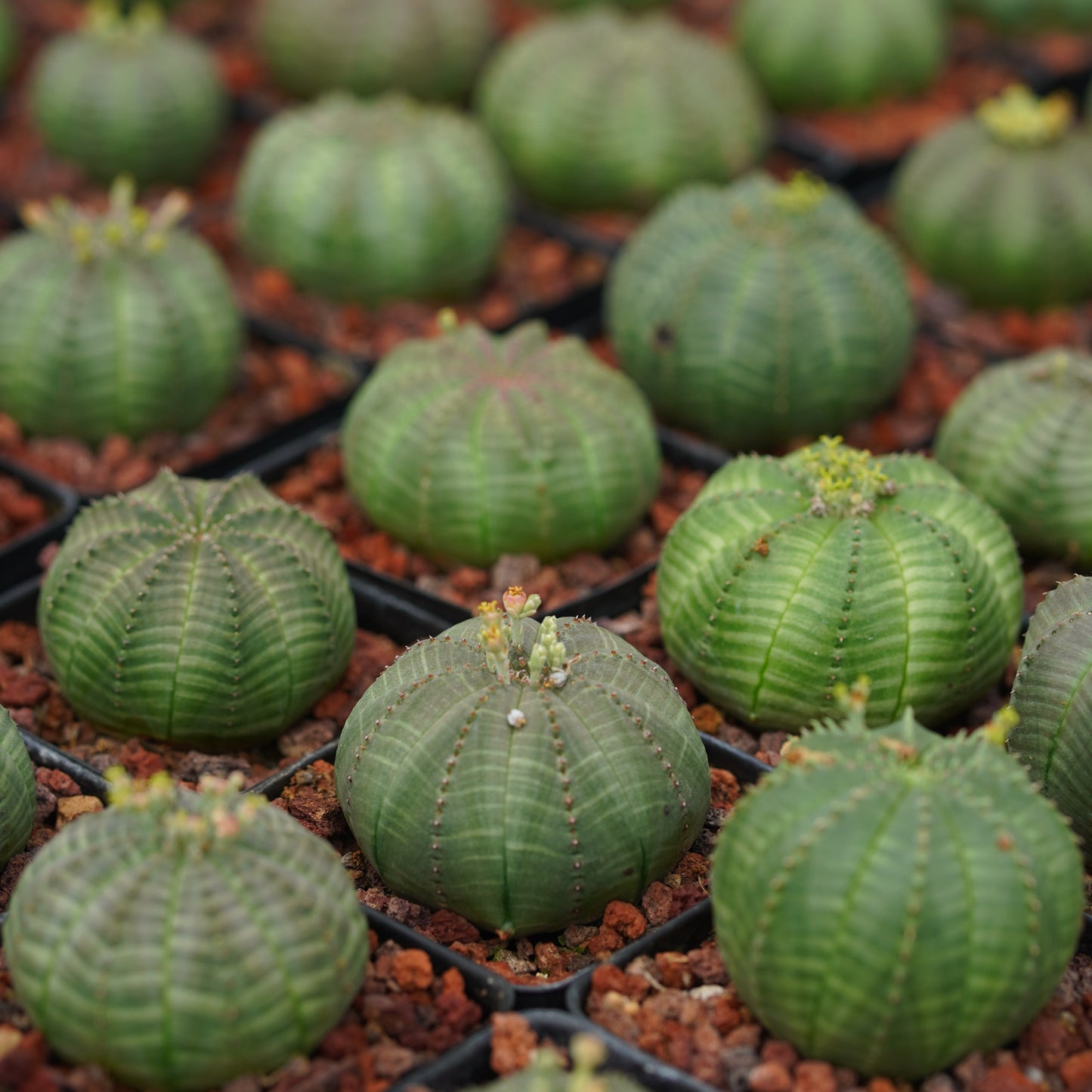 Euphorbia obesa 10Pcs