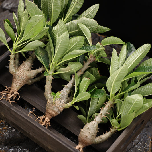 Pachypodium baronii var.windsorii