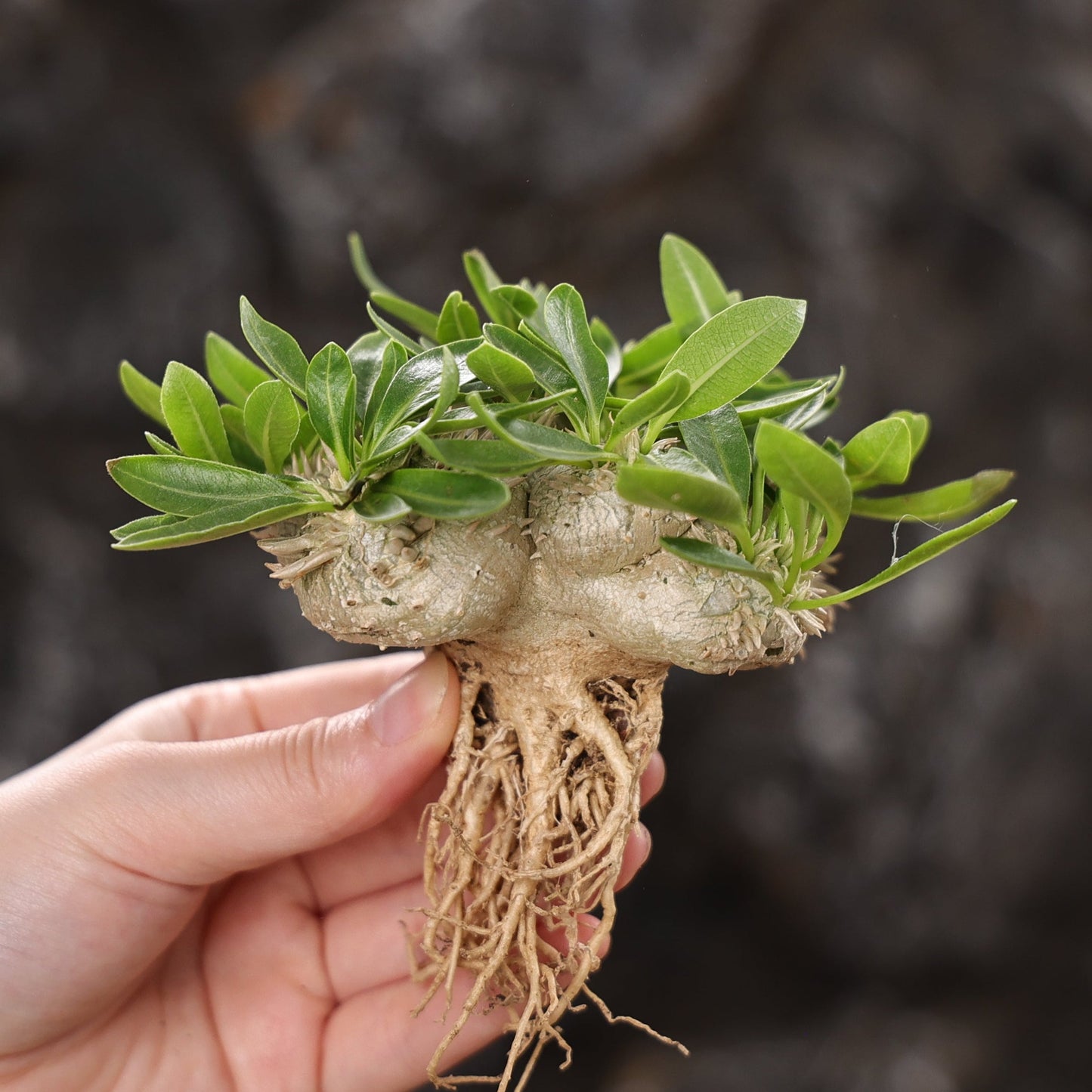 Pachypodium brevicaule