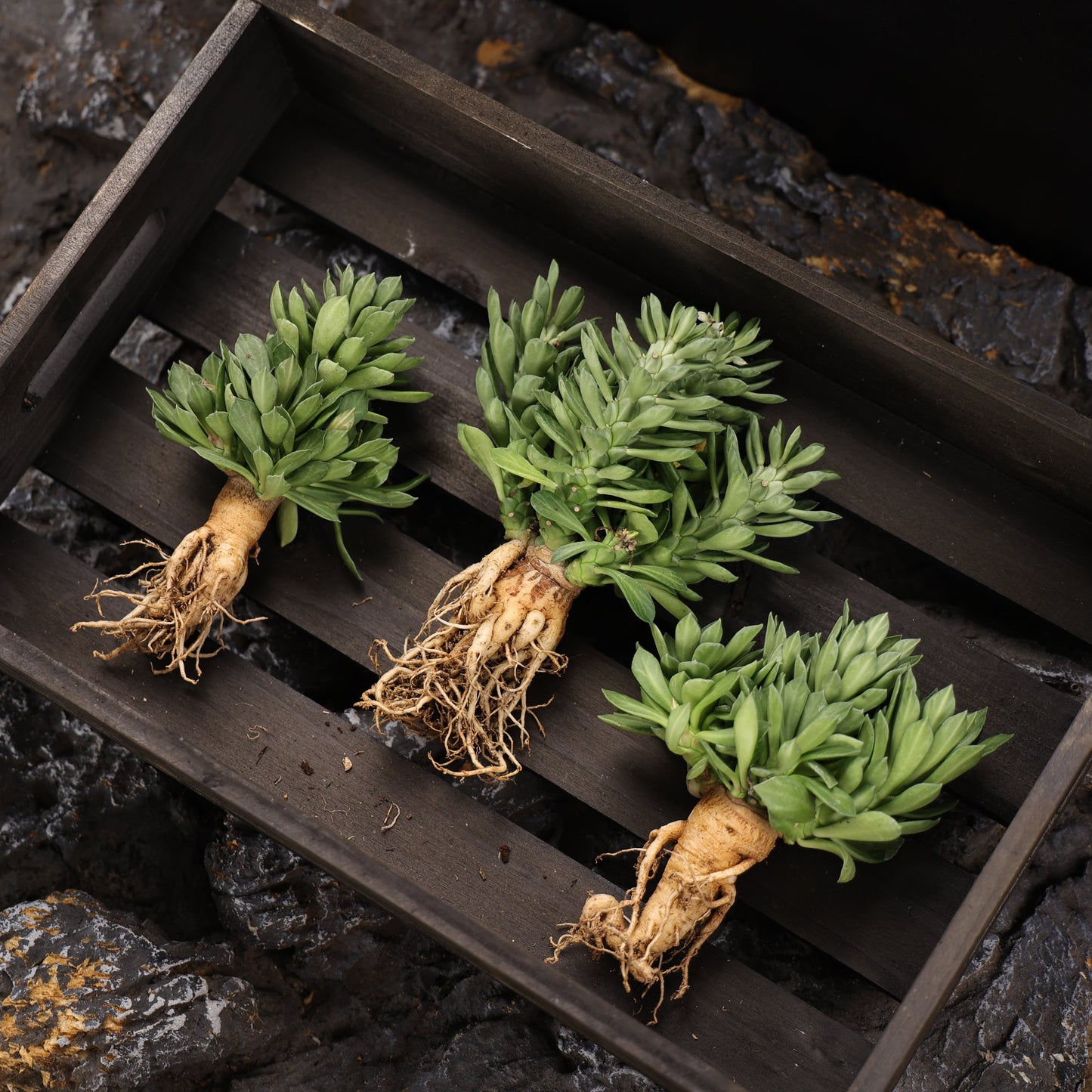 Euphorbia guentheri / Monadenium guentheri