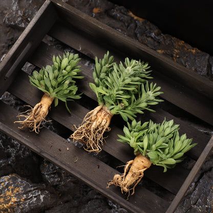 Euphorbia guentheri / Monadenium guentheri