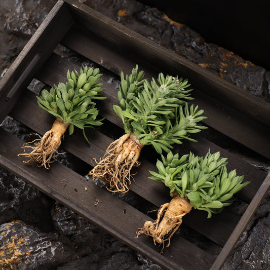 Euphorbia guentheri / Monadenium guentheri