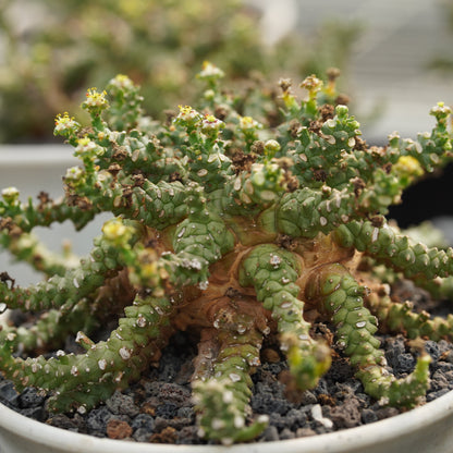 Euphorbia brevirama