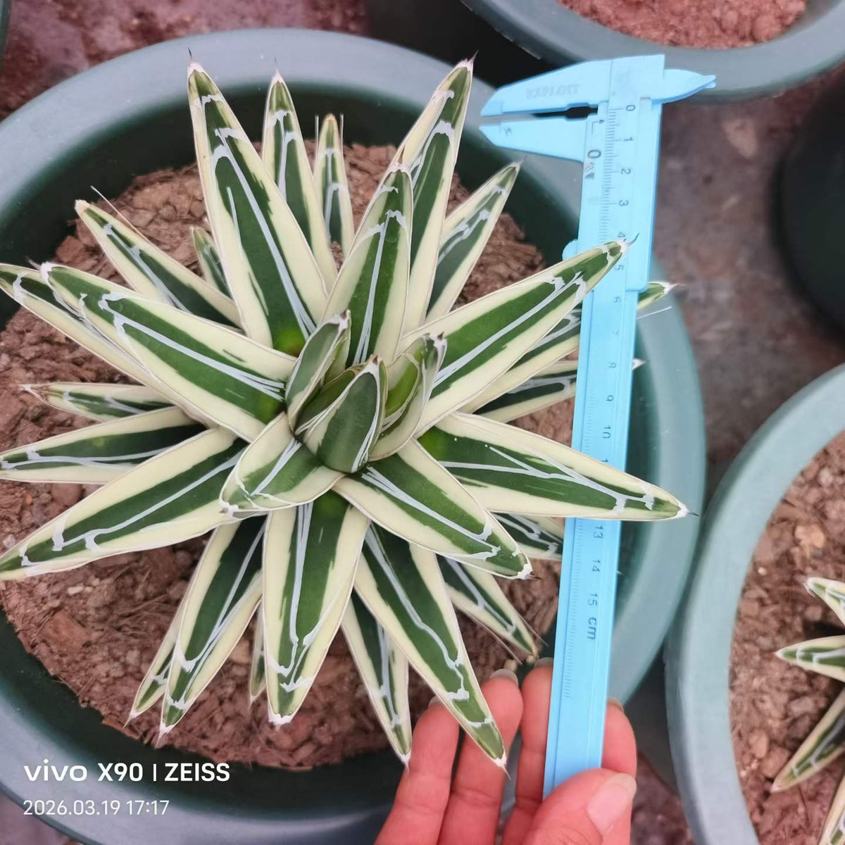 Agave victoriae-reginae 'White Rhino'