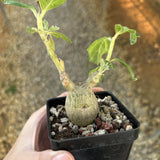 Pterodiscus makatiniensis