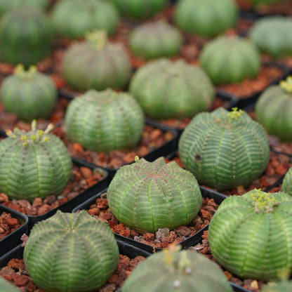 Euphorbia obesa 10Pcs