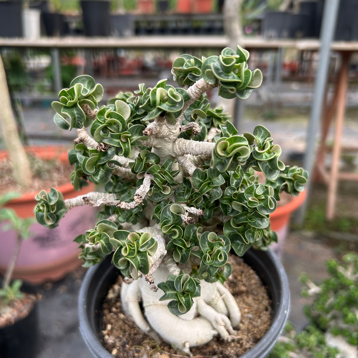 Adenium 'Khao' Dorset Horn