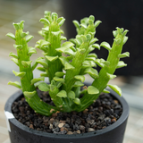 Euphorbia bisellenbeckii / Monadenium ellenbeckii-Euphorbia-H4-6cm-image-1