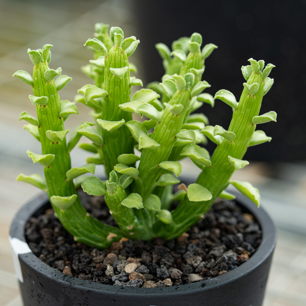 Euphorbia bisellenbeckii / Monadenium ellenbeckii - BotanicalCollector