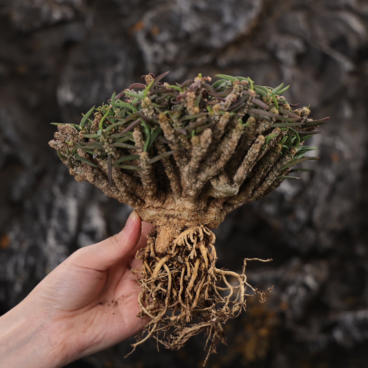 Euphorbia cylindrifolia ssp. tuberifera