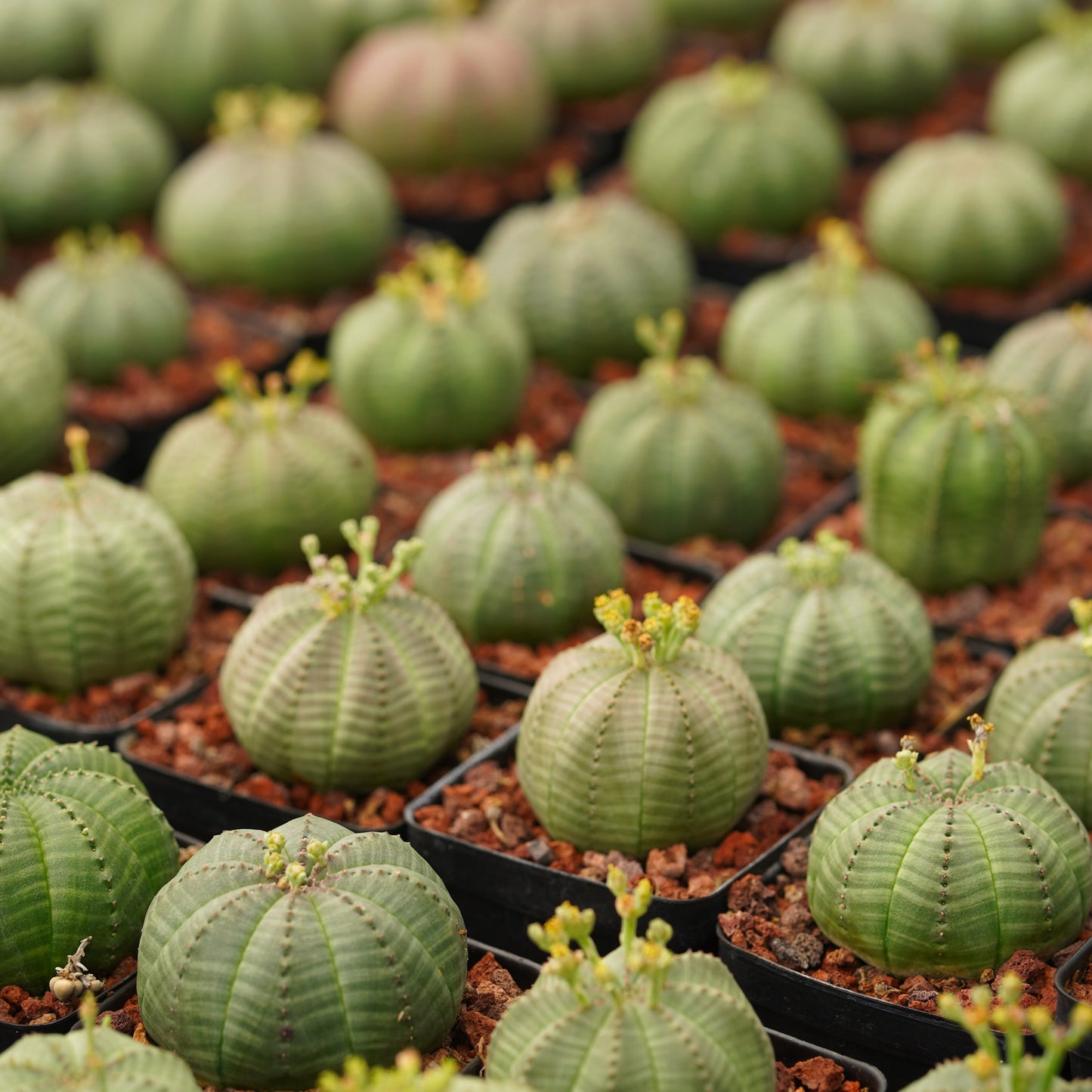 Euphorbia obesa 10Pcs