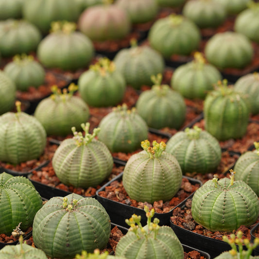 Euphorbia obesa 10Pcs